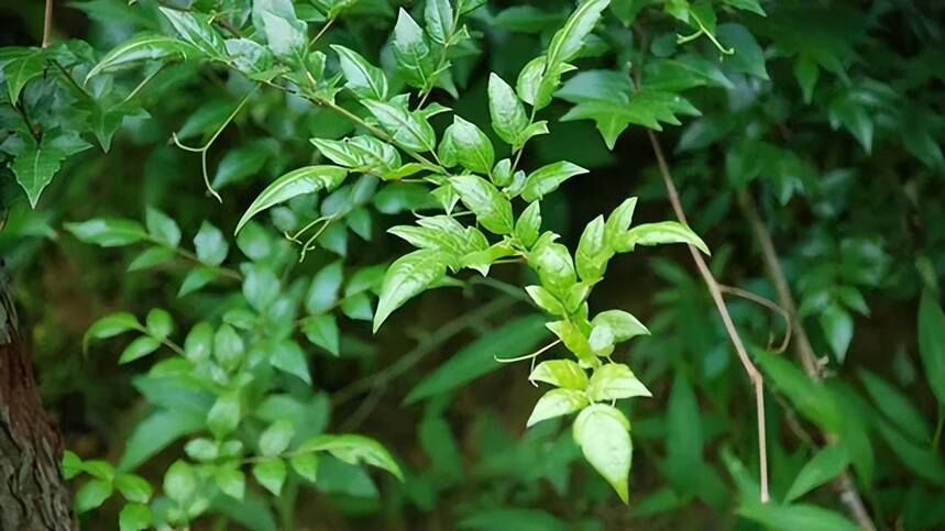 帝芙特茶说 | 藤茶的喝法，藤茶的营养与功效