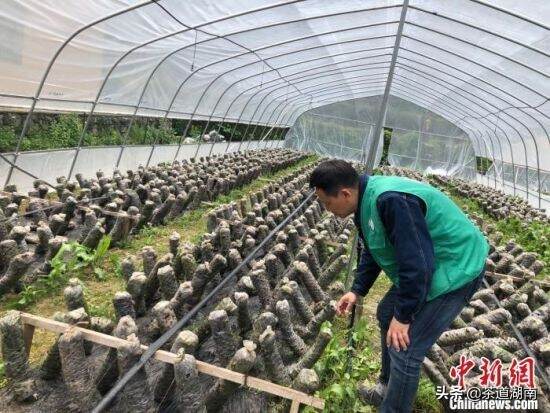 “农光互补”扶贫车间托起湖南高寒山村致富梦