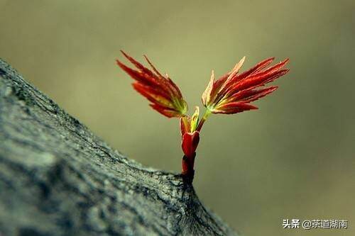 节气｜雨水，草木萌动，待春归