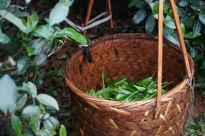 没喝过岩茶？你熟知的这3种茶其实都是岩茶