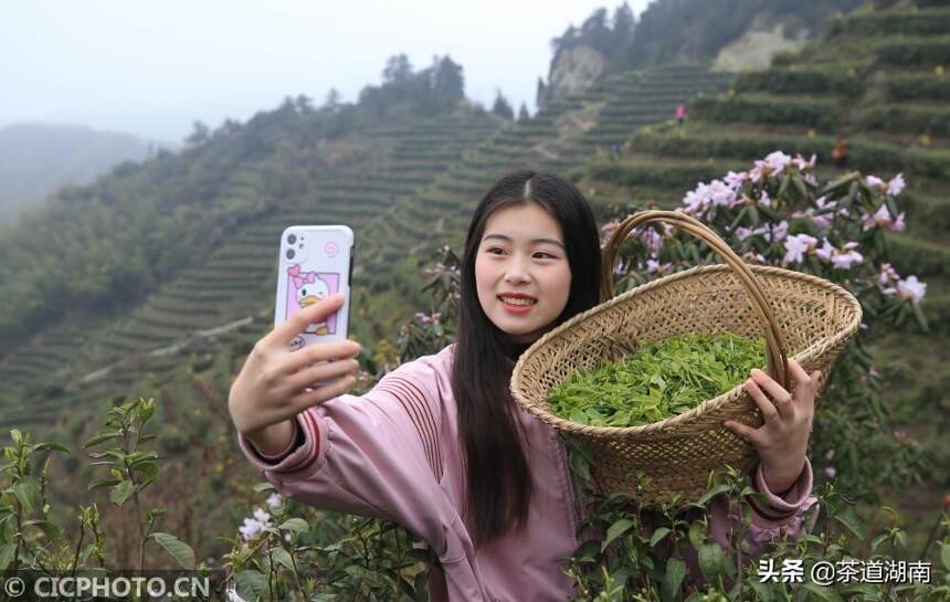 湖南衡阳：高山茶种出脱贫路