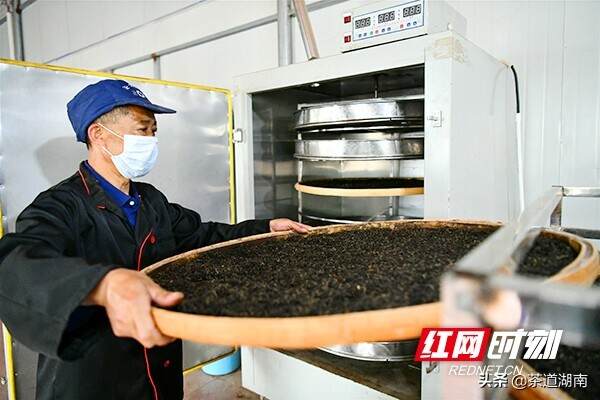 常宁茶香产业壮｜瑶乡春茶采摘忙 茶香溢满致富路