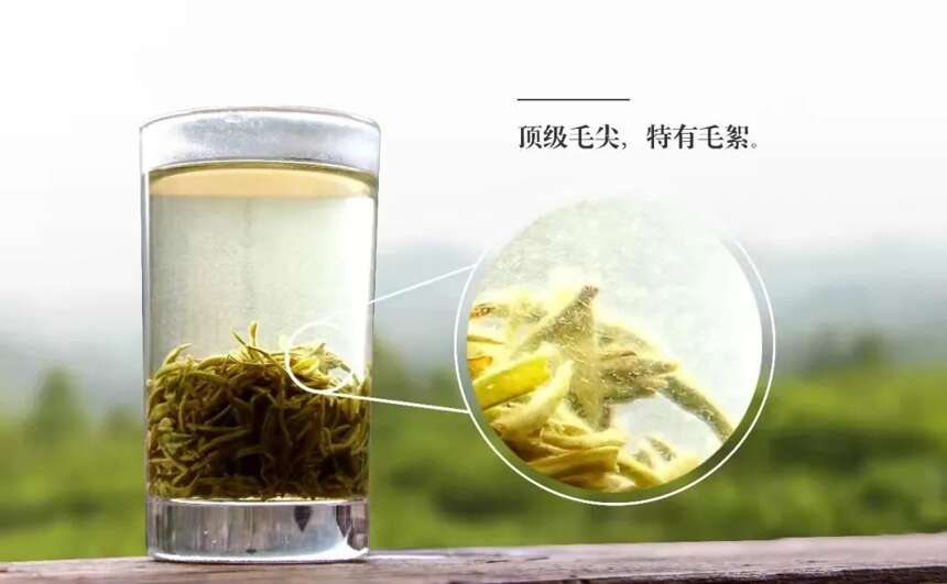 帝芙特带你了解十大名优绿茶