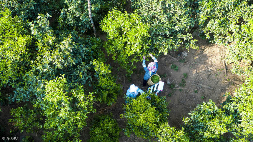 「普洱茶之父」植物学家-张宏达先生，为普洱茶 “正本清源”