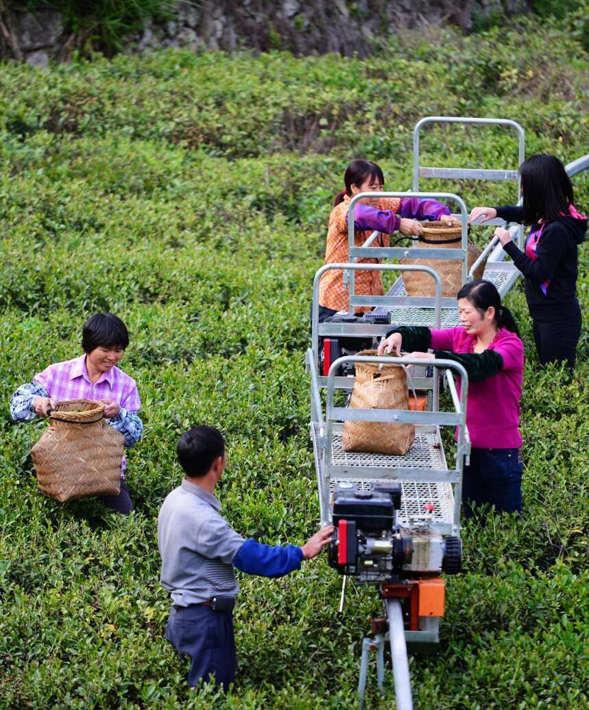 刚采摘的茶青怎么运？ 上天入地，四十年变化简直令人脑动大开！