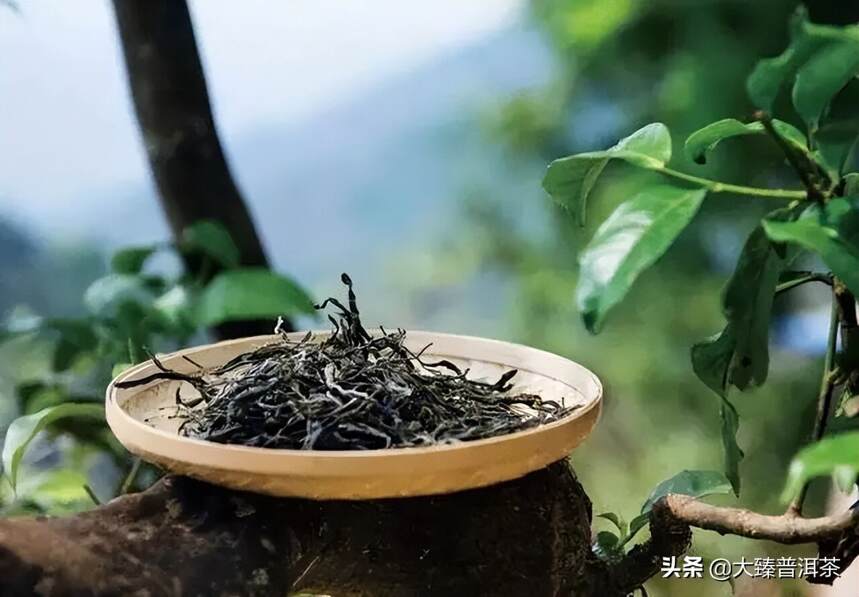 会跳舞的阳刚蜜甜的勐库藤条茶(大臻论茶327)