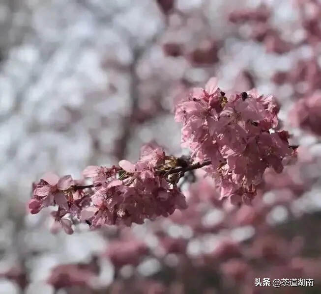 茶园樱开，美得寂寞却不孤单