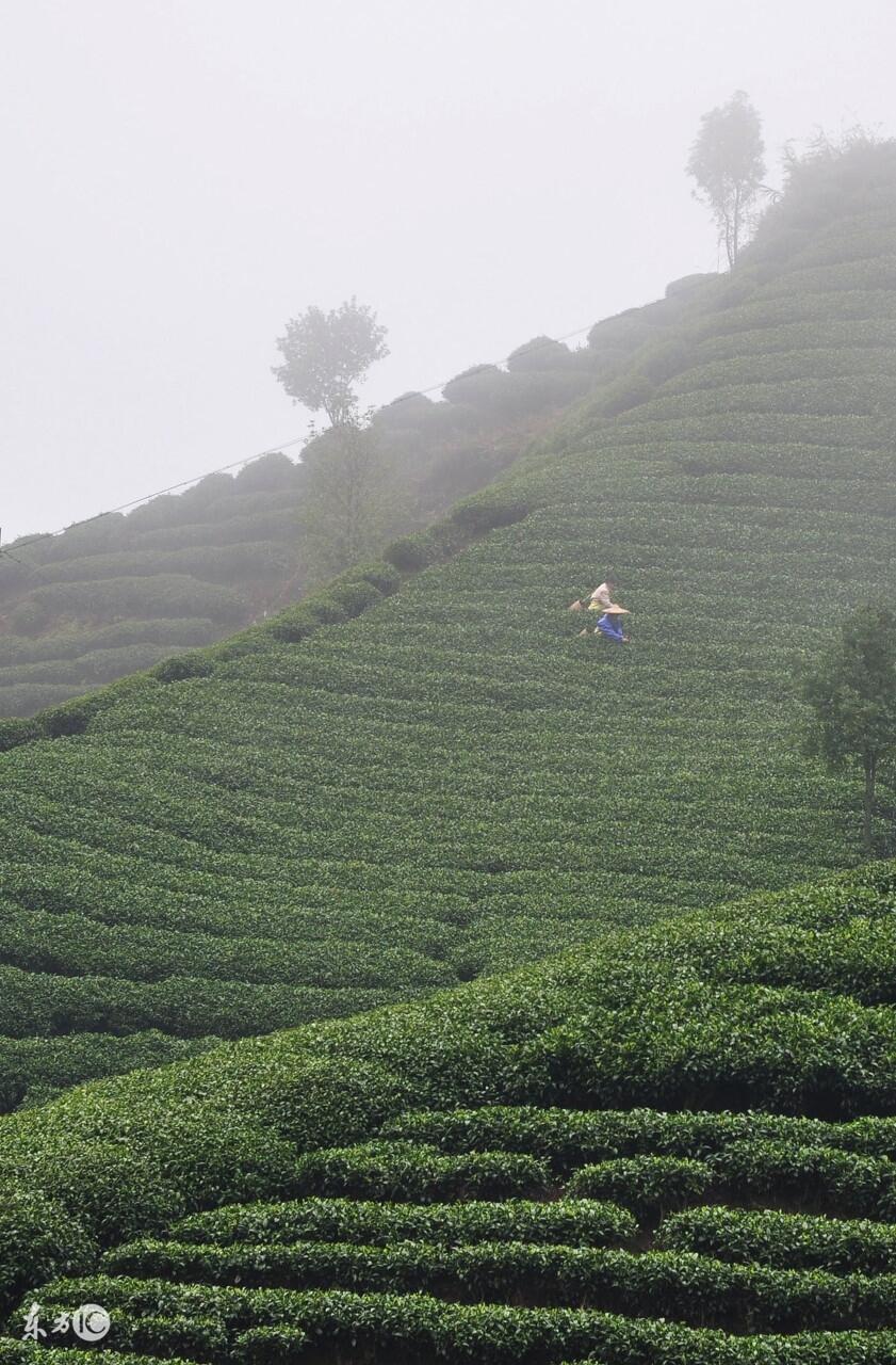 为何高山茶品质比普通茶更胜一筹？这些秘密你应当早知道