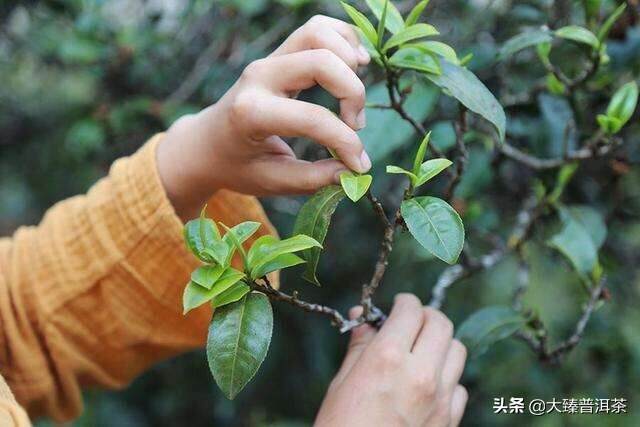 云南的贡茶好像大都是中小叶种 (大臻论茶320)