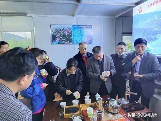 千年古茶换新颜 重开丝路显尊容城步峒茶迎来了发展的春天