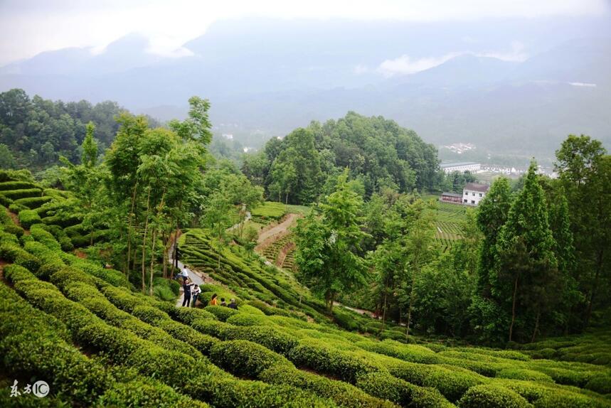 这些优质茶在西北名声大，缘何在江南鲜为人知，成不了全国名茶？