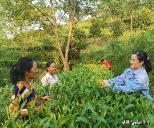 沅陵舒珲：沅水江畔采茶女，好茶带富家乡人