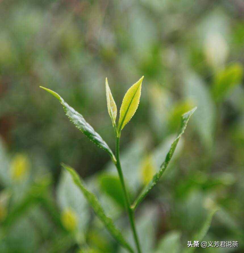 一款名声虽不及铁观音的乌龙茶，滋味清润，回甘很好，你喝过吗？