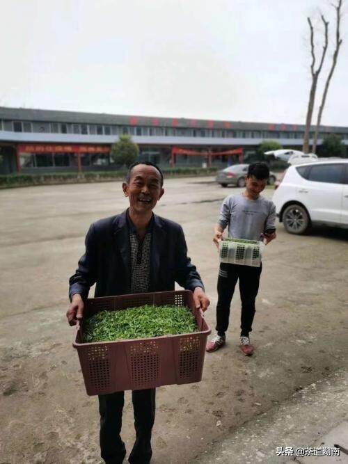 沅陵舒珲：沅水江畔采茶女，好茶带富家乡人