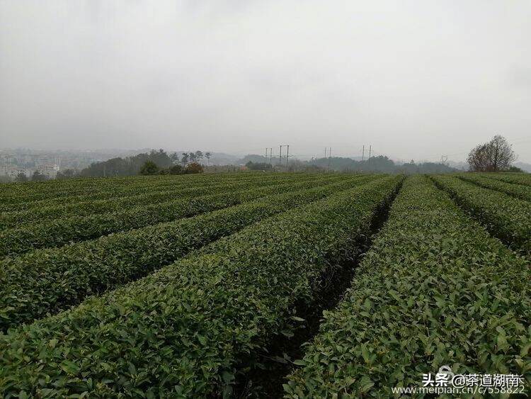 葳蕤溢香天渠茶