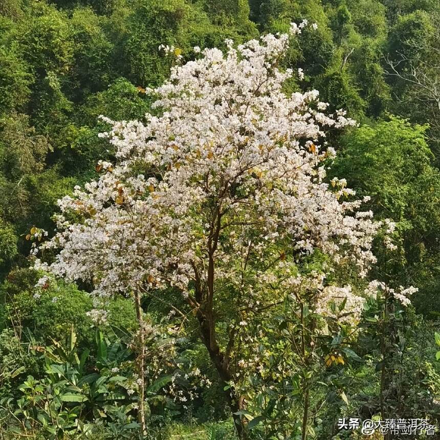 其实今年茶叶涨价的行情，对我真没什么影响