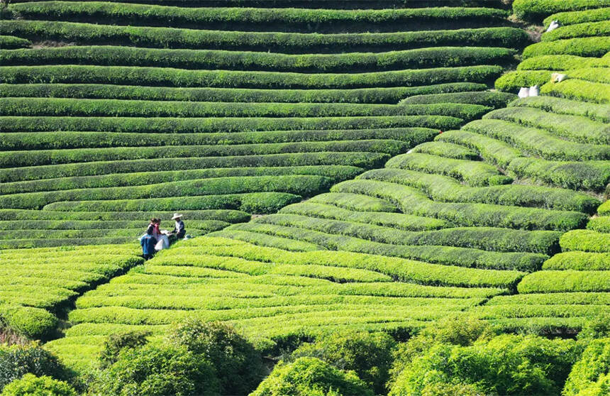 “毛意冲茶半浮沉”，一句茶谚教人礼貌赶客