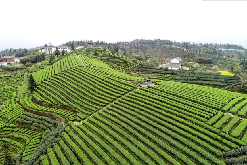 春光无限好，泸州茶山采茶忙