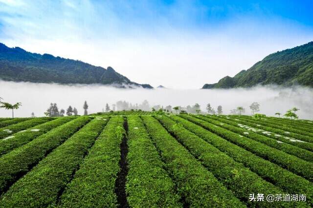 山是“万宝山” 树是“摇钱树”“十大精准脱贫先进县”桑植