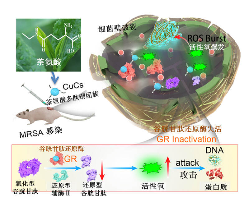 蒂芙特茶讯：我国科学家用茶氨酸合成新型抗菌材料