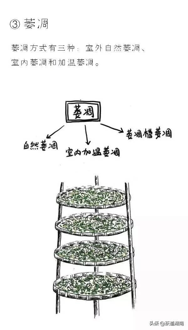 茶知识·白茶是怎样炼成的（工艺篇）