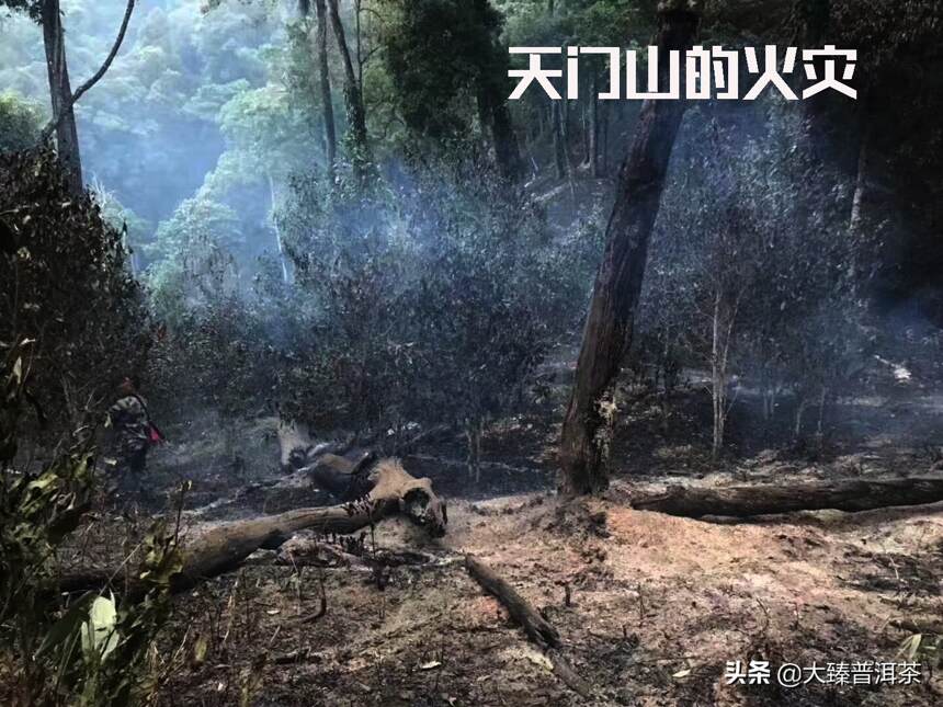 观察2019年云南旱灾对普洱茶行业的影响体现