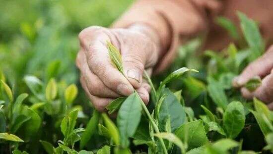 闽红三大工夫红茶之一“政和红茶”，比你想象中优秀