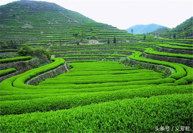 茶叶有农残，如何喝放心茶