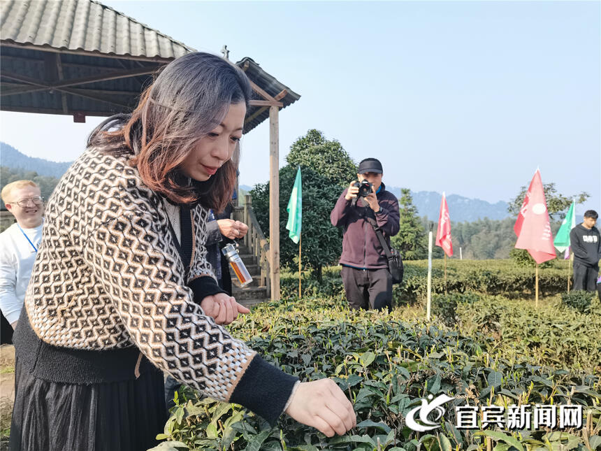 宜宾早茶节茶业“大咖”支招：打响川茶区域品牌 走向开放时髦