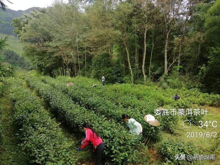 蒙洱茶：云海深处“花蜜香”