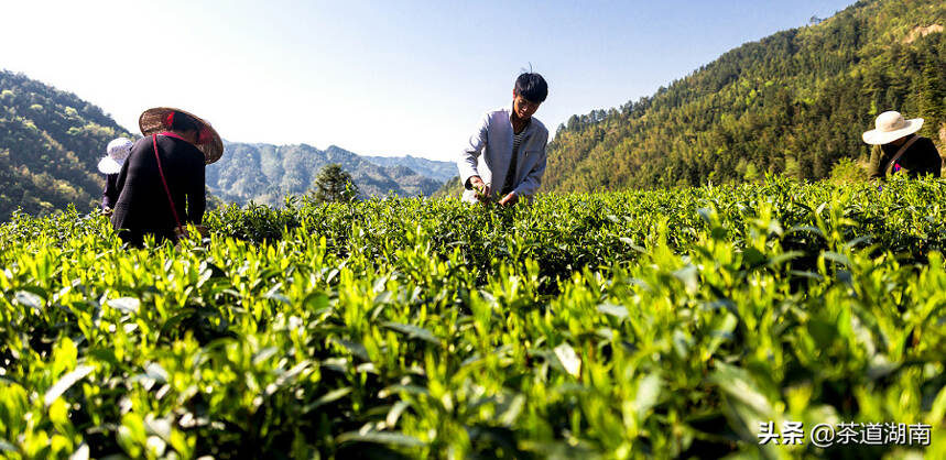 新化红茶 香韵天成冠天下