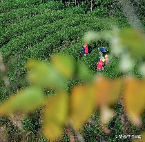 保靖供电：电能替代助湘西之野“茶中茅台”保靖黄金茶走上致富路