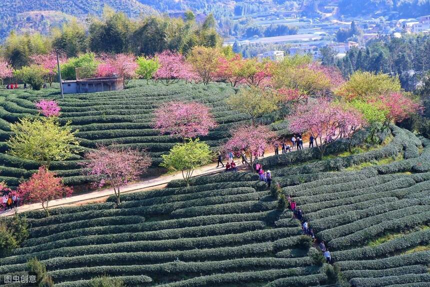 春季茶山好风光，春暖花开之季茶也来争春，茶园皓翰如人间仙境