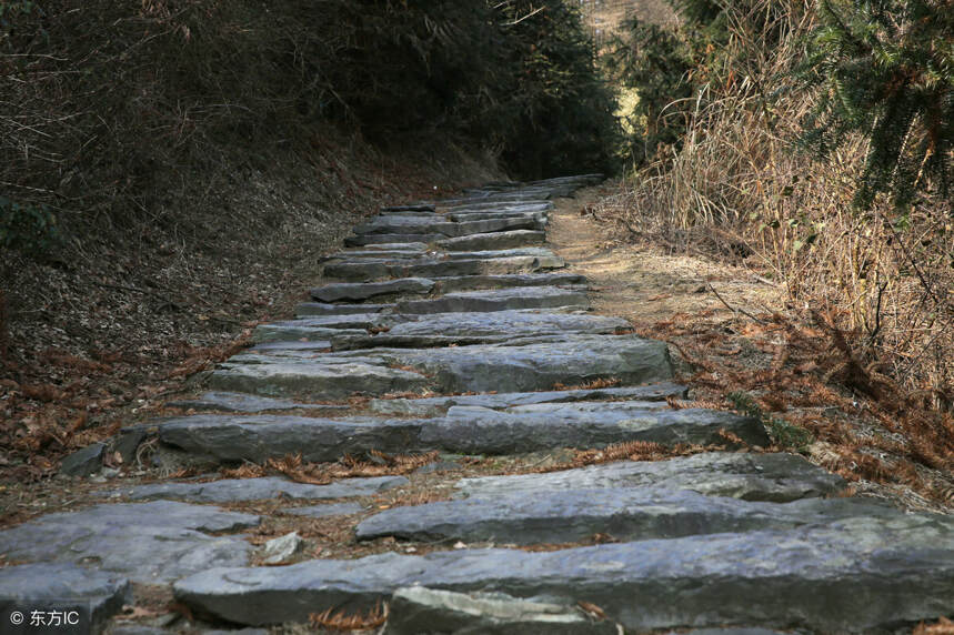 「茶马古道」上马帮的艰辛史