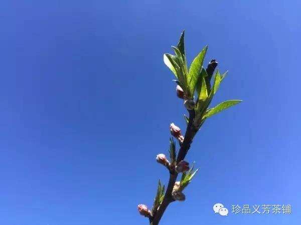 春暖花开|不可错过的“茗品”