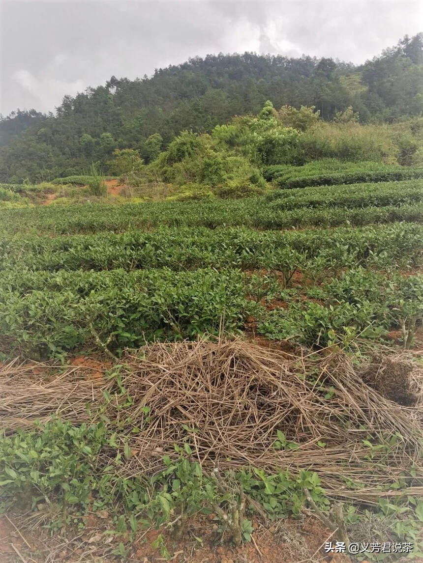 喝一杯好茶，避免喝茶云里雾里，最好要了解这些茶园管理知识