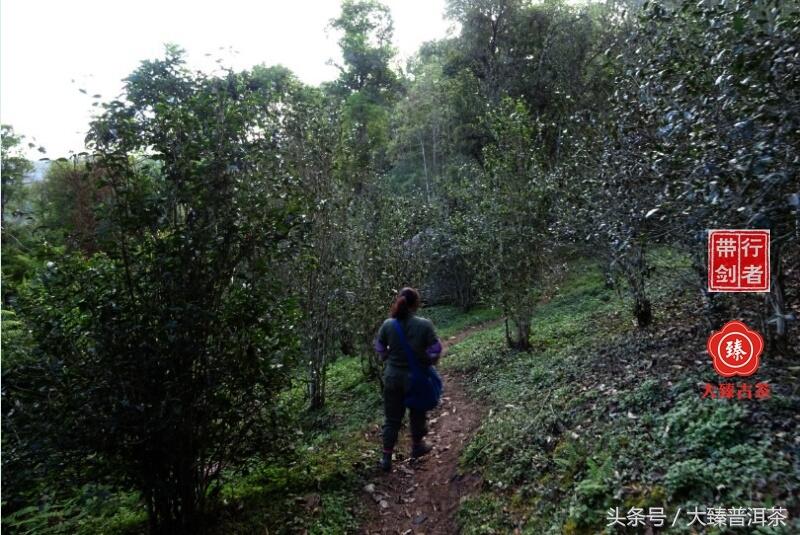 大臻制茶笔记：2017张家湾老丁家寨徐家梁子