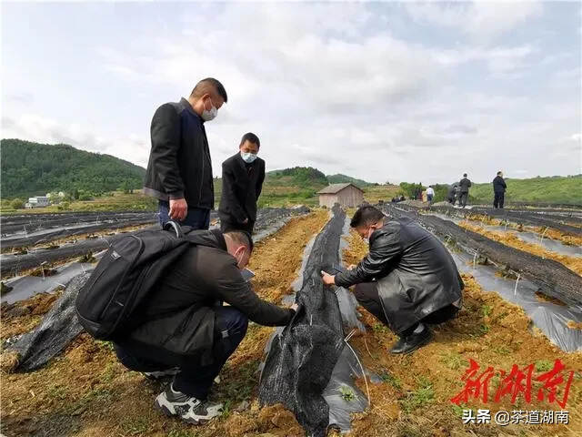 茶界专业人士考察吉首湘西黄金茶产业