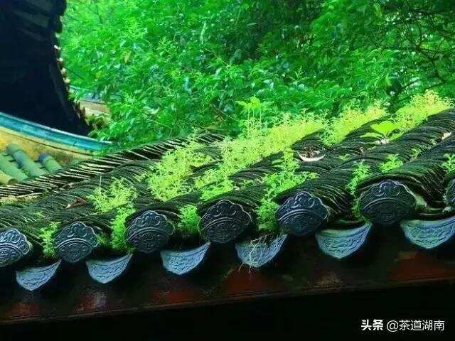 节气 | 芒种，一年最忙时