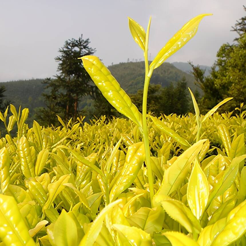 话说传统黄茶与广元黄茶