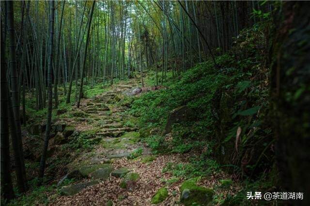 宝庆寻茶记系列之一：茶韵紫花坪