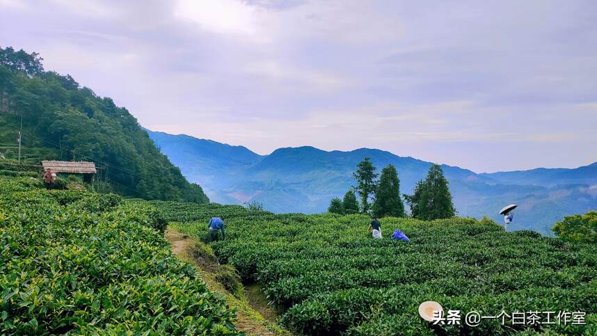 福鼎白茶和政和白茶，到底哪个更好？6大区别科普大全来啦