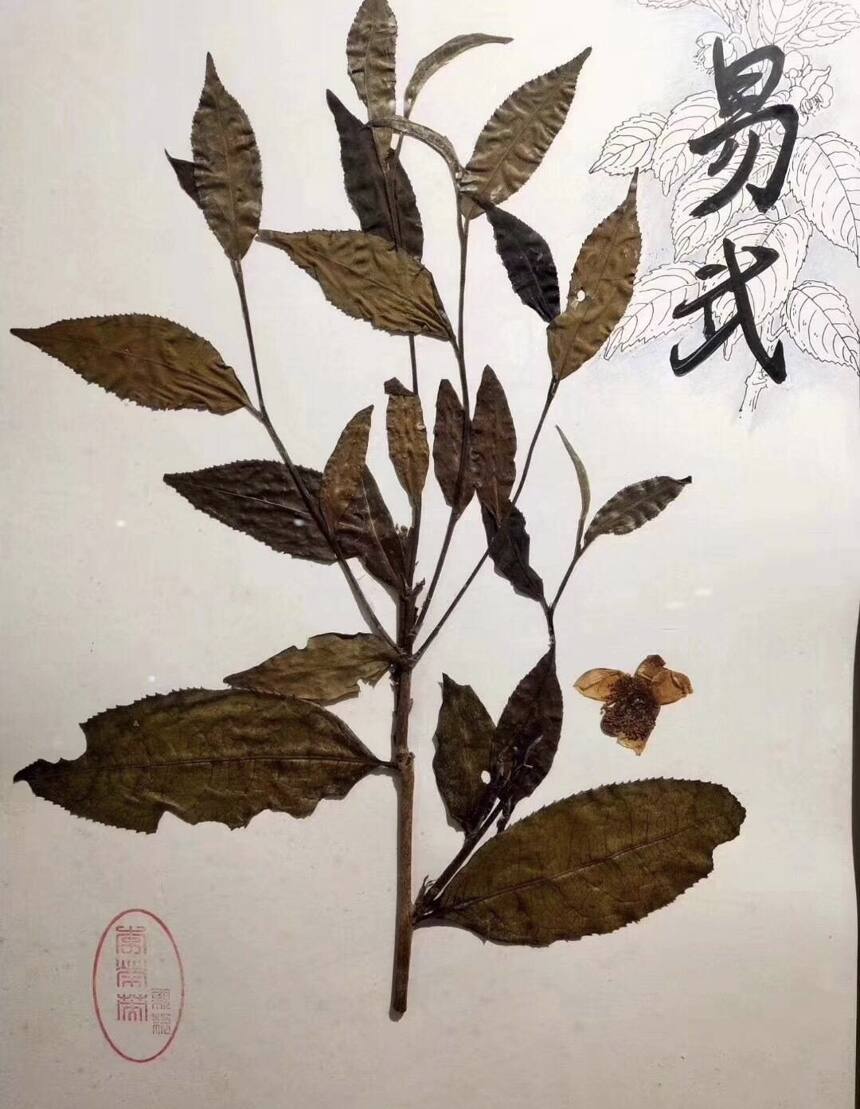 不识古六大，不识普洱茶，这组图让你认识一下它们的树叶