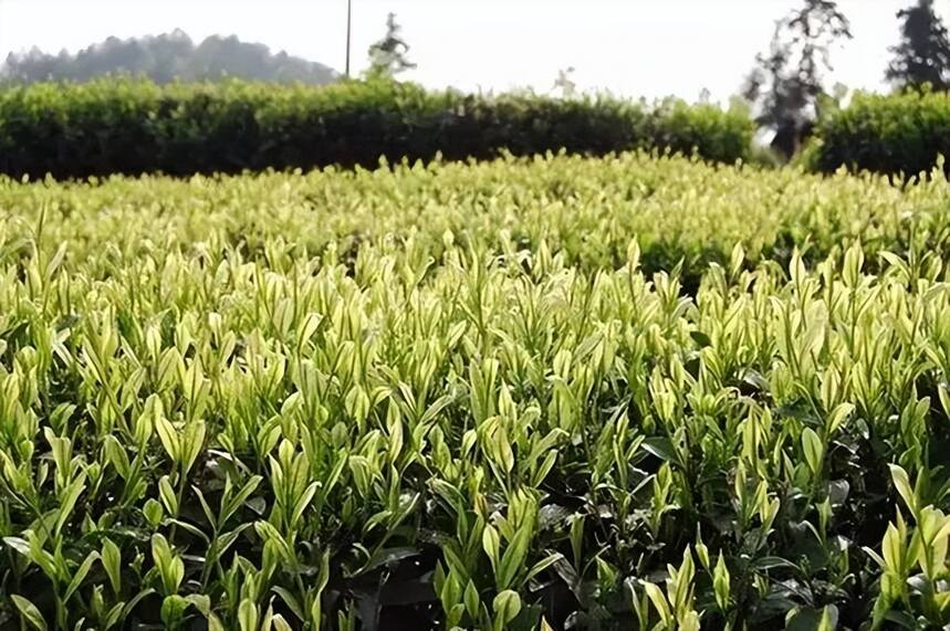 爱茶的人要必须知道：茶叶最忌讳的十种味道