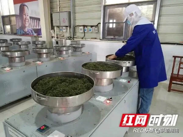 茶乡古丈打造茶旅融合新地标