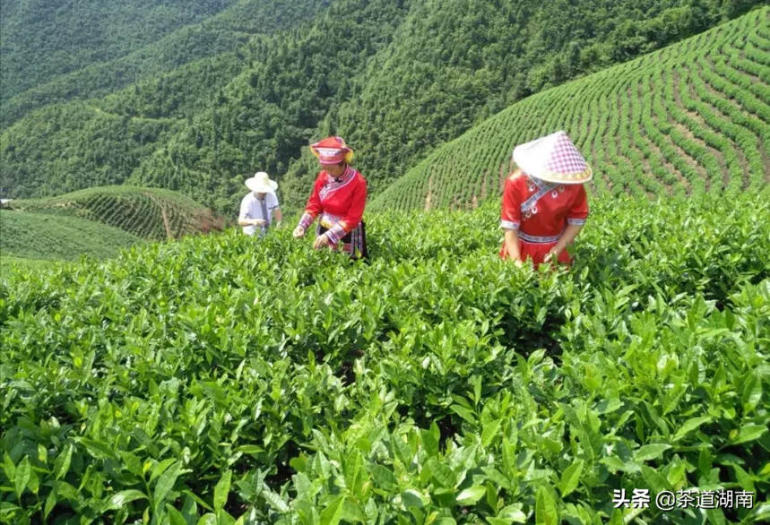 茶品 | 江华苦茶 瑶山好茶