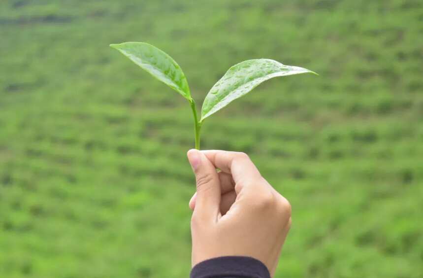 全手工的茶才是好喝的茶？