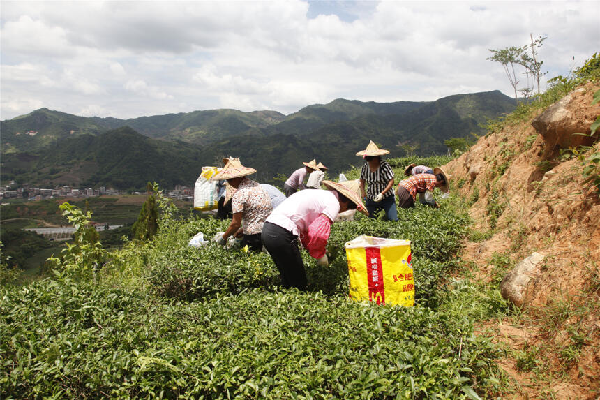 茶山风光无限好，茶农辛勤打拼中，好茶粒粒皆辛苦