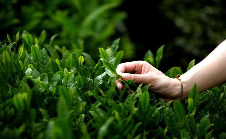 没喝过岩茶？你熟知的这3种茶其实都是岩茶