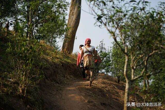 曼糯茶山：勐海异香「大臻古茶山大全10」